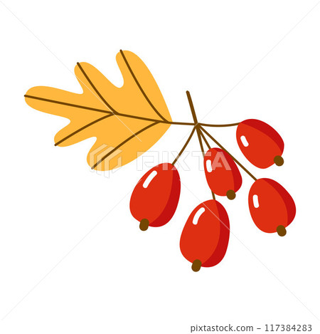 branch of rowan berries with leaves branch of rowan berries with leaves 117384283