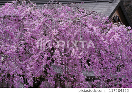 Drooping cherry tree 117384333