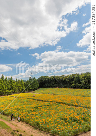 Sunflower field (Sera Highlands Farm, Sera-cho, Sera-gun, Hiroshima Prefecture) Sunflower field (Sera Highlands Farm, Sera-cho, Sera-gun, Hiroshima Prefecture) 117384383