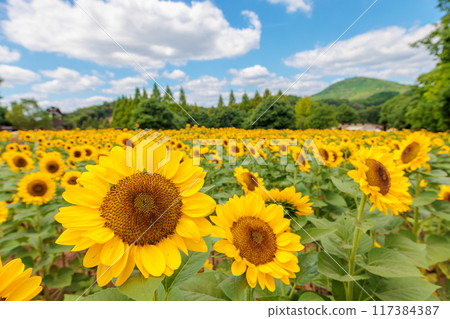 向日葵田（廣島縣世羅郡世羅町世羅高原農場） 117384387