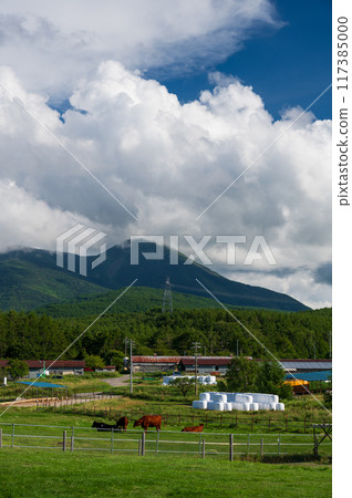Summer scenery at Nagato Ranch: Grazing Jersey cows 117385000