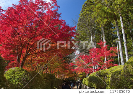 Fall of Koyasan Fall of Koyasan 117385070