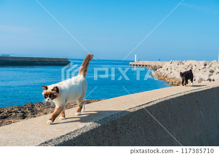 Cats and the sea of Kara Island 117385710