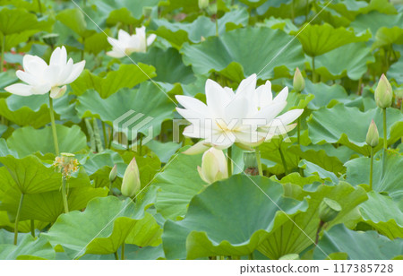 白蓮花田 117385728