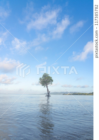 A single mangrove on Ishigaki Island A single mangrove on Ishigaki Island 117385782