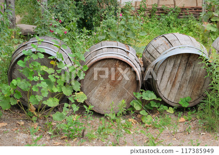 Old wooden barrels beside a farm shed. Vintage rusty barrels. 117385949