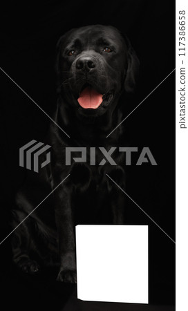 Black Labrador retriever with tongue out, contrasting dark background, white space in bottom 117386658