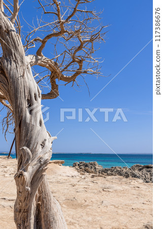 Textured dry tree trunk on Ibiza shore in vertical view, with serene blue sky and emerald waters 117386676