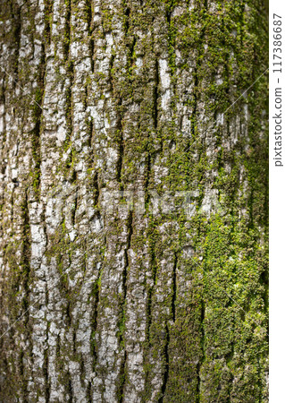 Vertical macro of chestnut tree bark, rough texture, green moss Vertical macro of chestnut tree bark, rough texture, green moss 117386687