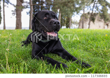 Black Labrador with a chain collar lies on the grass, showing a playful look Black Labrador with a chain collar lies on the grass, showing a playful look 117386693