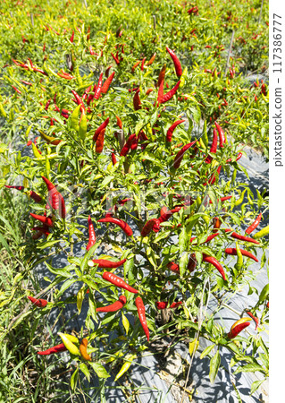 View of the facing heaven peppers growing on the field in Meinong, Kaohsiung, Taiwan. 117386777