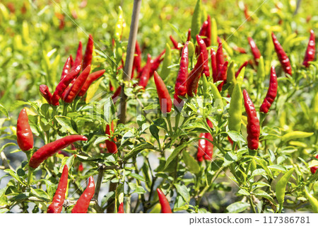 View of the facing heaven peppers growing on the field in Meinong, Kaohsiung, Taiwan. View of the facing heaven peppers growing on the field in Meinong, Kaohsiung, Taiwan. 117386781