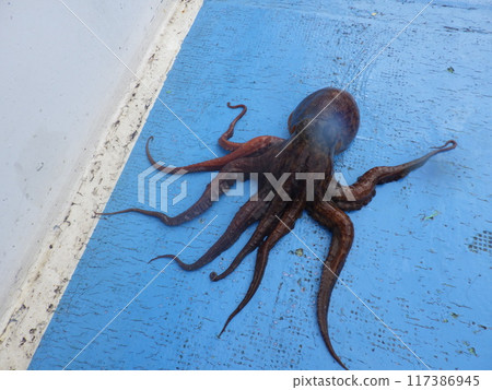 I caught a common octopus in Kashima I caught a common octopus in Kashima 117386945