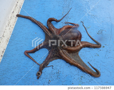 I caught a common octopus in Kashima I caught a common octopus in Kashima 117386947