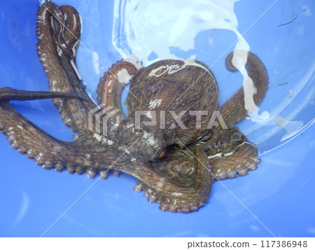 我抓到了鹿島章魚 我抓到了鹿島章魚 117386948