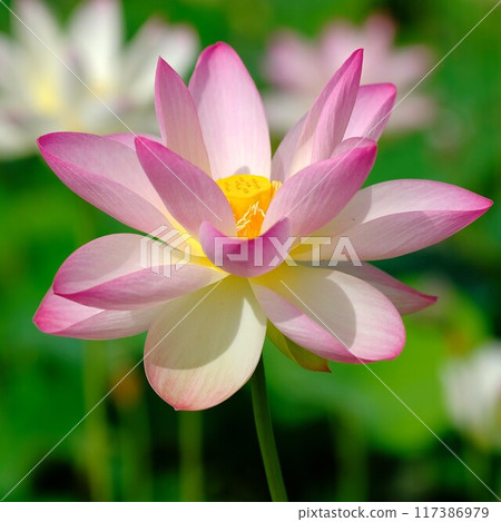 Lotus flowers at the ruins of Fujiwara-kyo in Nara 117386979