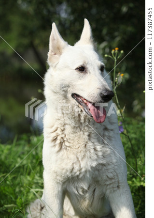 Portrait of White Swiss Shepherd Dog Portrait of White Swiss Shepherd Dog 117387455