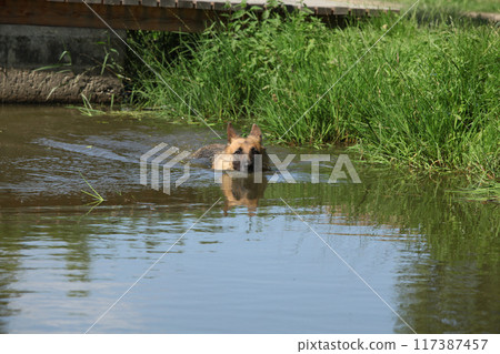 Amazing german shepherd in the water 117387457