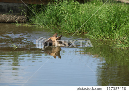 Amazing german shepherd in the water Amazing german shepherd in the water 117387458
