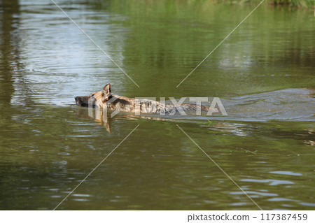 Amazing german shepherd in the water Amazing german shepherd in the water 117387459