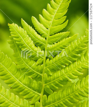A close-up of a refreshing cycad A close-up of a refreshing cycad 117387524