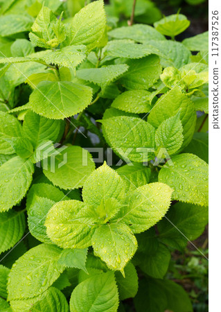 Many hydrangea leaves after the rain Many hydrangea leaves after the rain 117387526