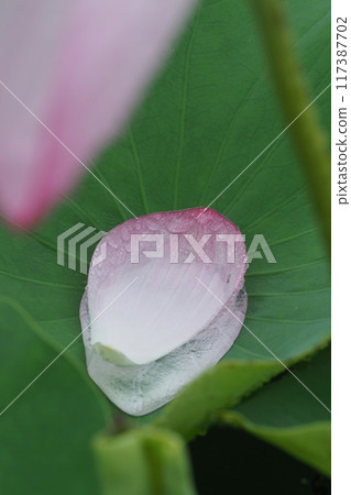 Lotus petals and water drops on a rainy day Lotus petals and water drops on a rainy day 117387702