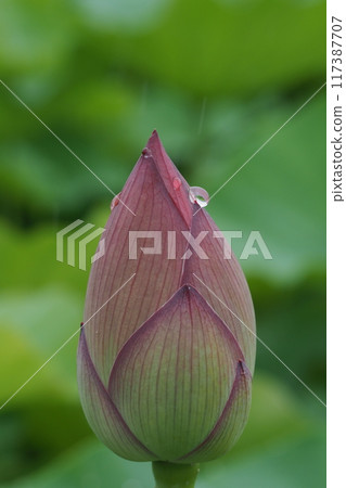 Lotus buds and water drops in a lotus pond 117387707