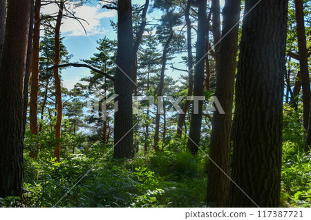 Fresh green season: Forest bathing in the great outdoors 117387721