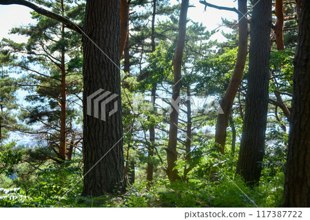Fresh green season: Forest bathing in the great outdoors 117387722