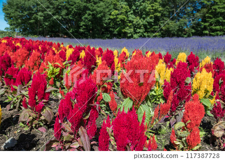 [Celosia and Lavender] 117387728