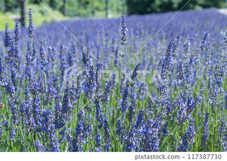 [Lavender Field Grosso] 117387730
