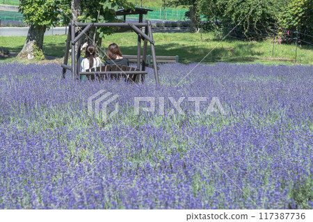 [Lavender field: woman on a swing] 117387736