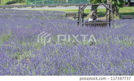 [Lavender field: woman on a swing] 117387737