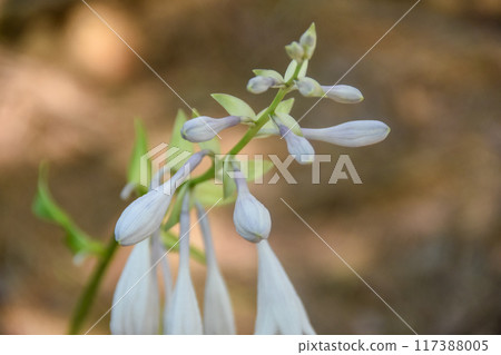 Wildflowers: Beautiful purple hosta 117388005