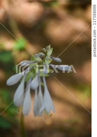 Wildflowers: Beautiful purple hosta 117388006