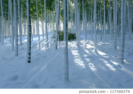 Bamboo forest just after snowfall in Otokuni, Kyoto 117388379
