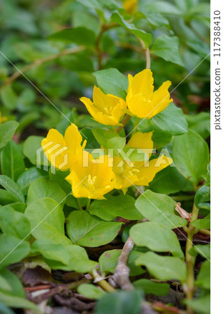 A cluster of oval eggplants A cluster of oval eggplants 117388410