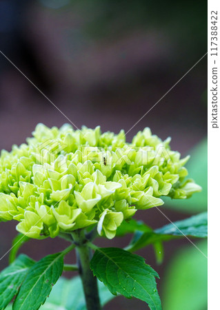 A hydrangea that hasn't yet turned color and a single insect A hydrangea that hasn't yet turned color and a single insect 117388422
