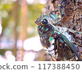 Close-up of cicada 117388450