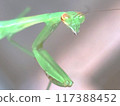 Mantis close-up 117388452