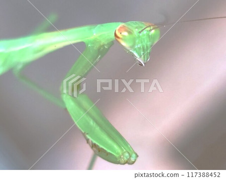 螳螂特寫 螳螂特寫 117388452