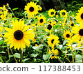 Sunflower field in full bloom 117388453