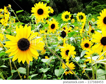 Sunflower field in full bloom 117388453