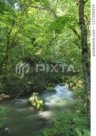 Ashura Stream in early summer at Oirase Gorge 117388454