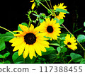 Vibrant Sunflower 117388455