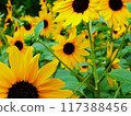 Sunflower field in full bloom 117388456