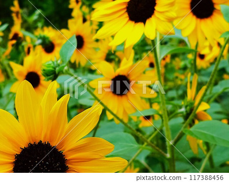 在盛開的向日葵領域 在盛開的向日葵領域 117388456