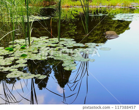 Blue sky and a mirror-like pond 117388457