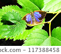 Butterfly with vibrant wings 117388458